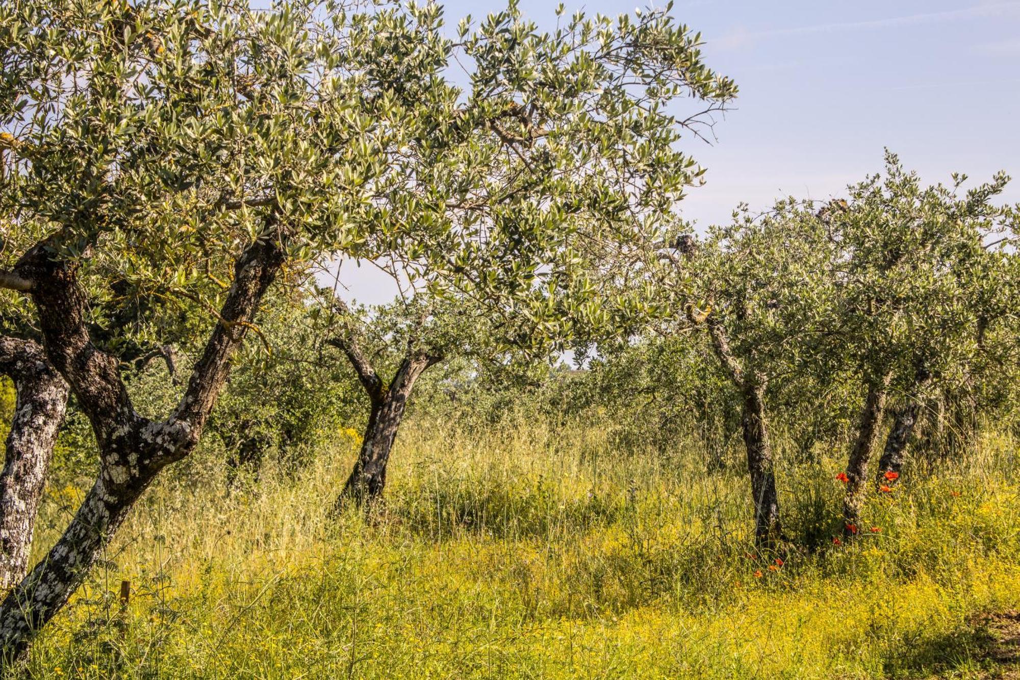 Agriturismo Dandelion Читта-делла-Пьеве Экстерьер фото